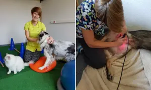 Ile zarabia fizjoterapeuta zwierząt? Zaskakujące fakty o wynagrodzeniu