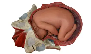 Model anatomiczny przedstawia dziecko w łonie matki, gotowe do porodu przez **waginę**. Widoczne są kości miednicy i mięśnie.