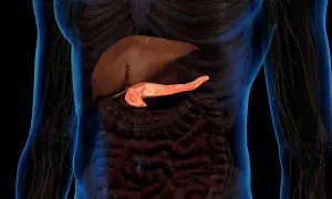 Trzustka, organ kluczowy dla trawienia, może być dotknięta przez raka trzustki. Widok anatomiczny uwypukla jej położenie.