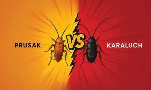 Prusak i karaluch, dwa owady, stają naprzeciw siebie. Zobacz, jak wygląda karaluch w tej graficznej konfrontacji.