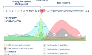 Wykres pokazuje cykl menstruacyjny i poziomy hormonów. Okres trwa zazwyczaj 28 dni, z owulacją około 14. dnia.