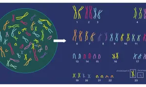 Ilustracja przedstawia kariotyp człowieka z kolorowymi chromosomami ułożonymi w pary.