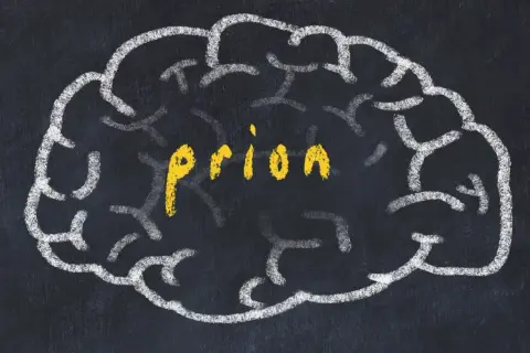Szkic mózgu na tablicy, w środku żółty napis "priony".