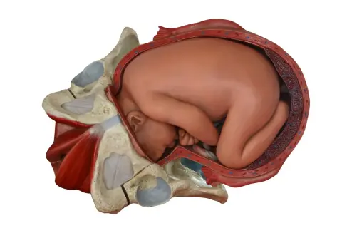Model anatomiczny przedstawia dziecko w łonie matki, gotowe do porodu przez **waginę**. Widoczne są kości miednicy i mięśnie.
