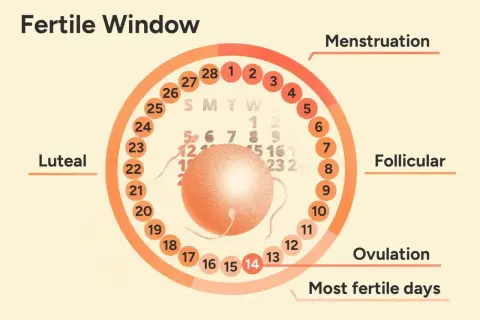 Cykl menstruacyjny: faza lutealna, folikularna, menstruacja i owulacja. Dzień 14 to szczyt płodności.