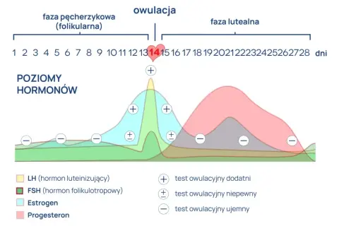 Wykres poziomu hormonów w cyklu menstruacyjnym, pokazujący szczyt LH przed owulacją.