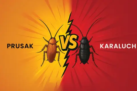 Prusak i karaluch, dwa owady, stają naprzeciw siebie. Zobacz, jak wygląda karaluch w tej graficznej konfrontacji.