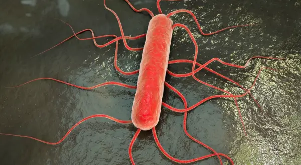 Bakteria Listeria monocytogenes, przyczyna listeriozy, z licznymi wiciami.