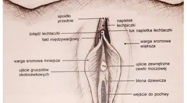 Labioplastyka nfz gdzie: Jak uzyskać refundację i uniknąć problemów