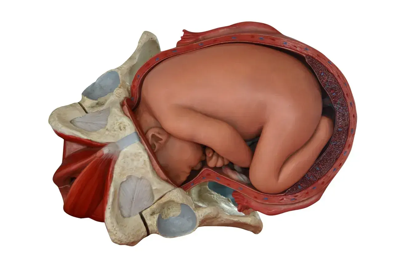 Model anatomiczny przedstawia dziecko w łonie matki, gotowe do porodu przez **waginę**. Widoczne są kości miednicy i mięśnie.