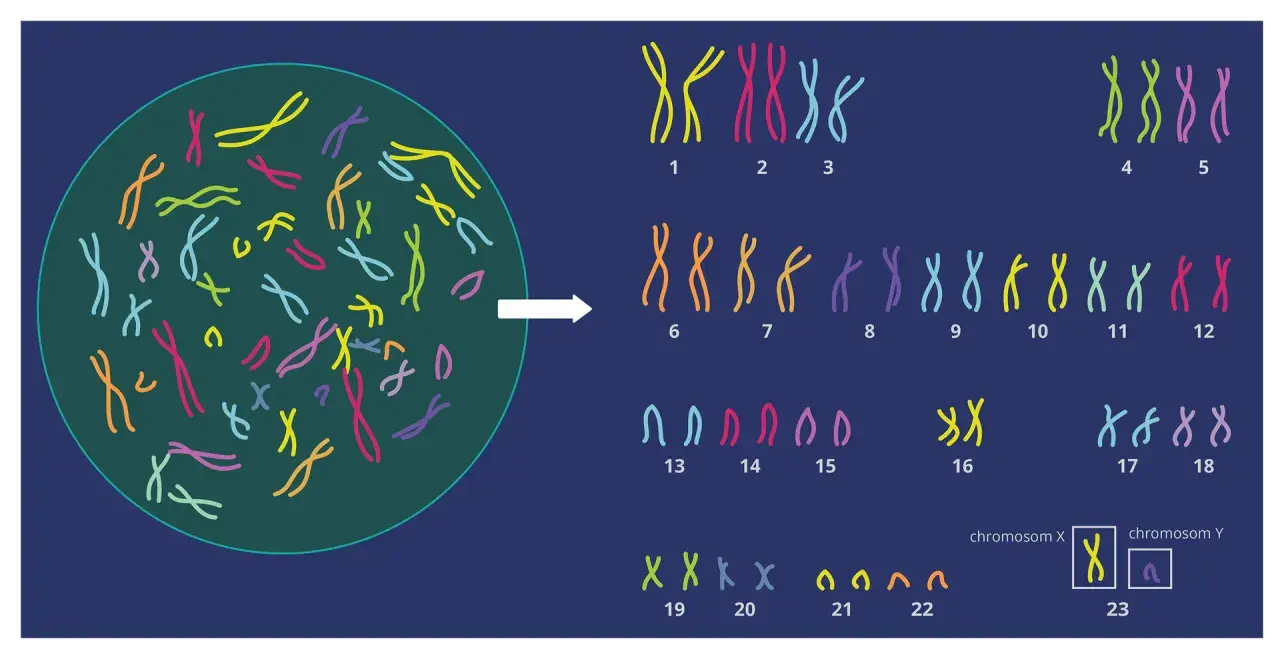 Ilustracja przedstawia kariotyp człowieka z kolorowymi chromosomami ułożonymi w pary.