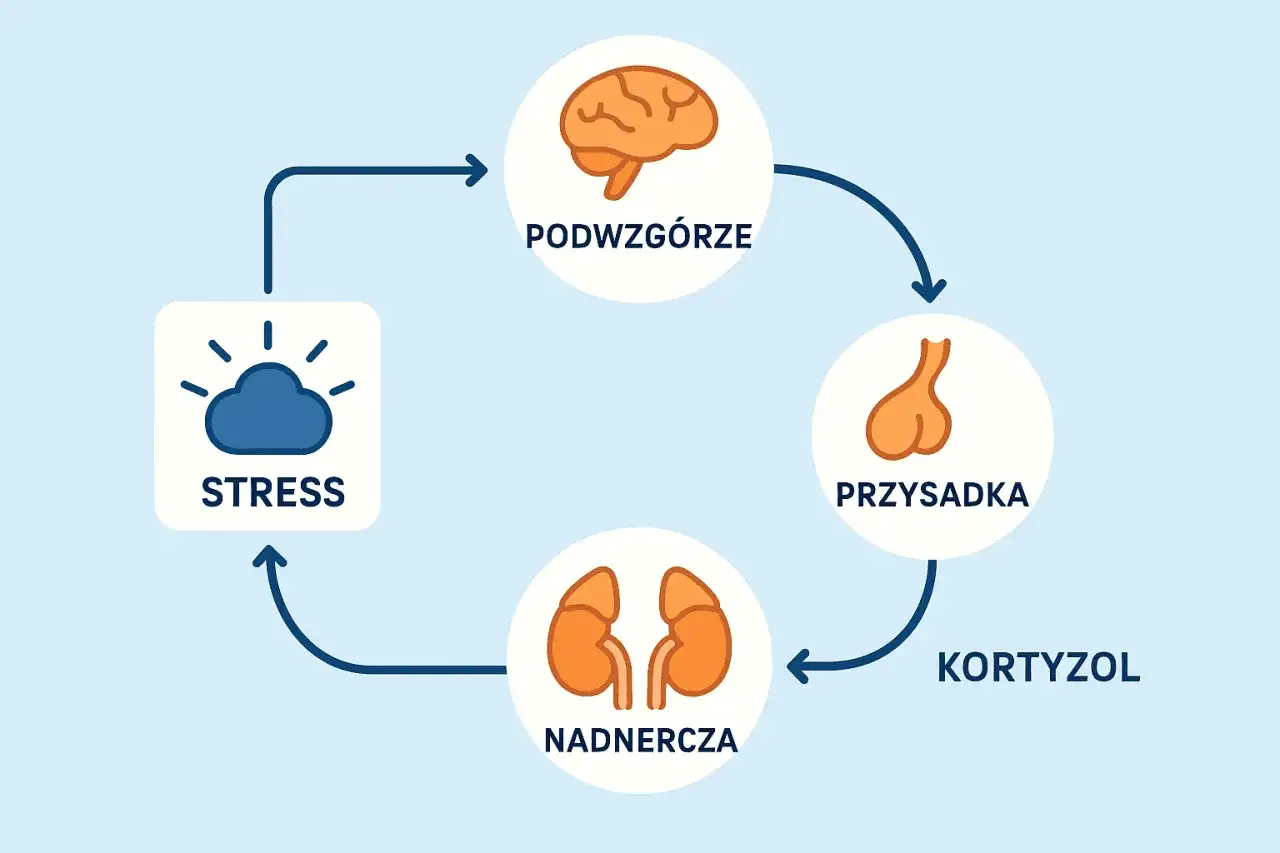 Cykl reakcji na stres: podwzgórze, przysadka, nadnercza produkują kortyzol. Co to jest kortyzol? Hormon stresu.
