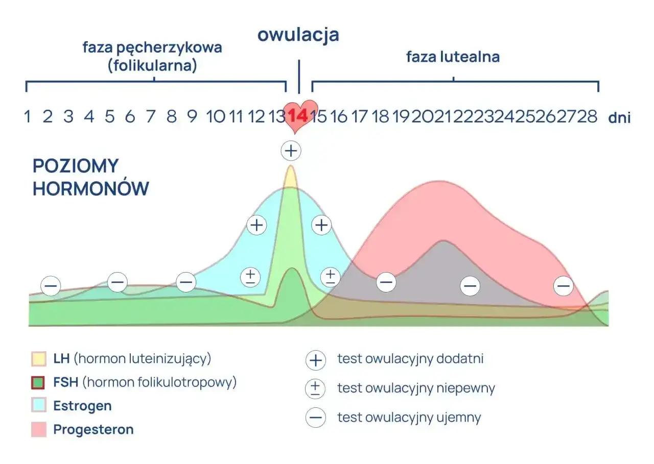 Wykres pokazuje cykl menstruacyjny i poziomy hormonów. Okres trwa zazwyczaj 28 dni, z owulacją około 14. dnia.