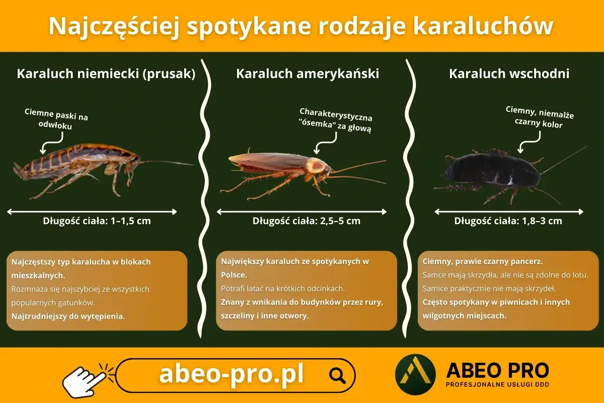 Karaluch niemiecki, amerykański i wschodni – zobacz, jak wygląda karaluch i czym się różni.