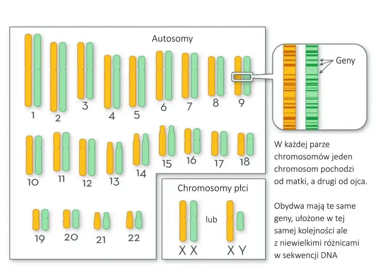 Człowiek ma 23 pary chromosomów: 22 autosomy i 2 chromosomy płci (XX lub XY).