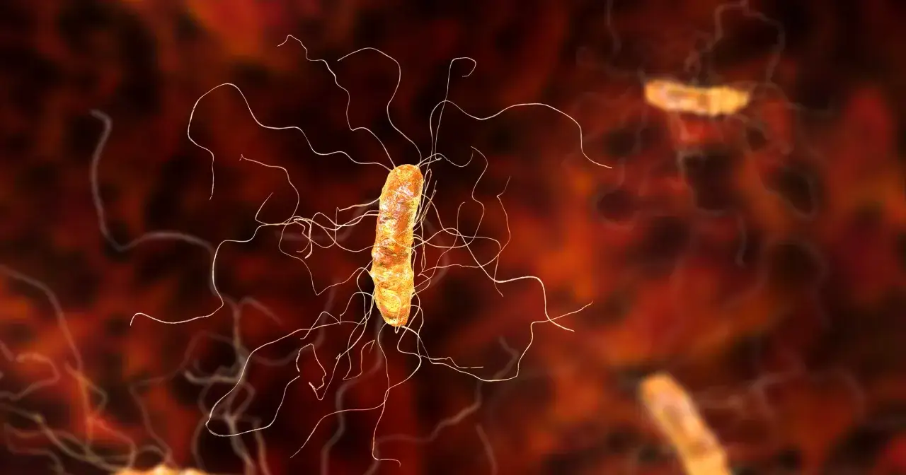 Bakteria clostridium, pałeczkowata, z licznymi wiciami, unosi się w tle innych podobnych organizmów.