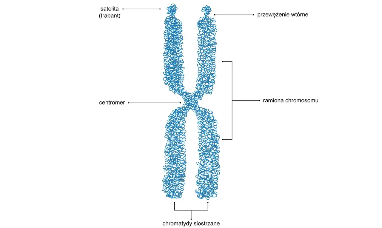 Schemat chromosomu z centromerem, ramionami, satelitą i przewężeniem wtórnym. Człowiek ma 46 chromosomów.