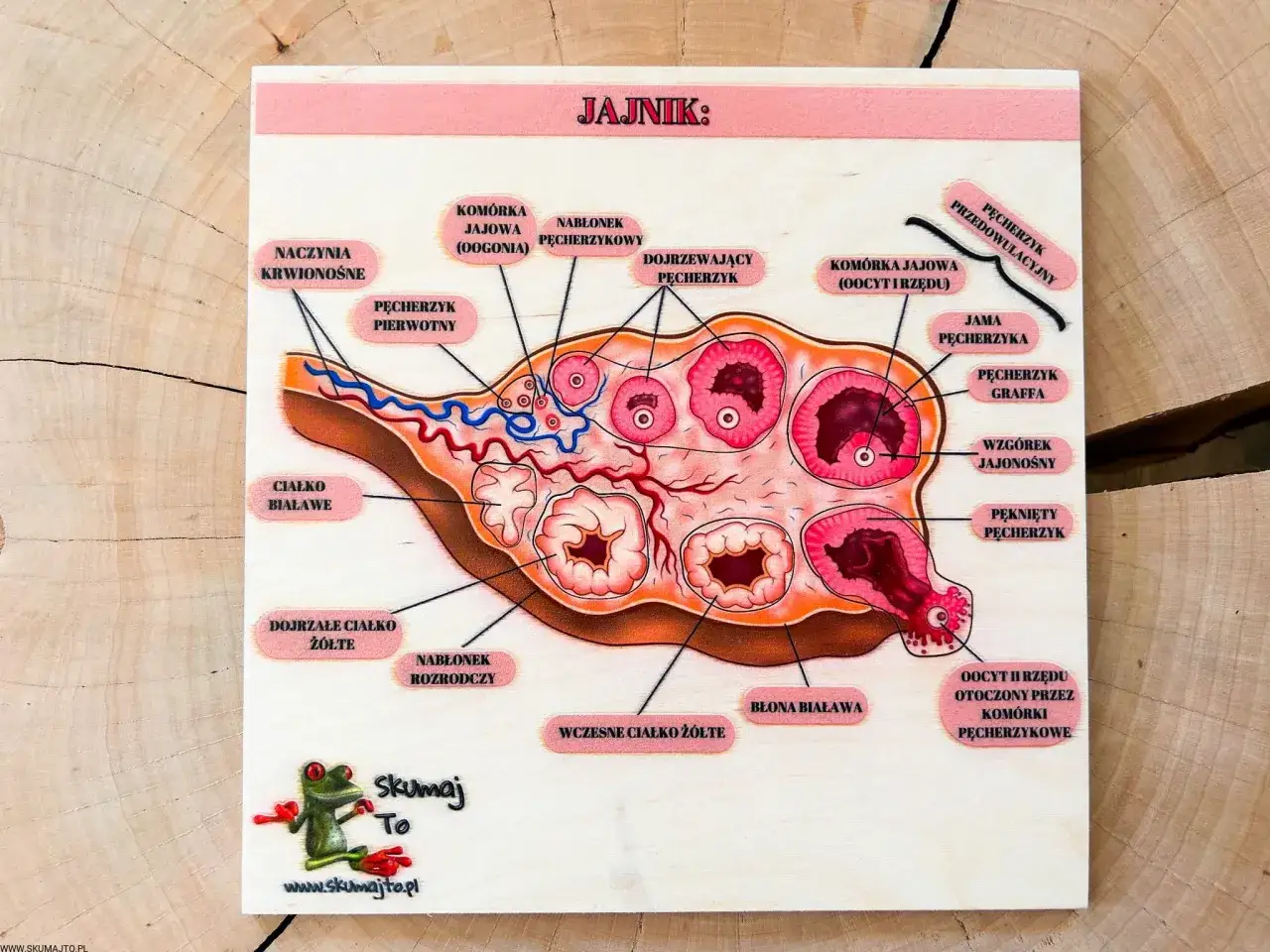 Ilustracja przedstawia przekrój przez jajnik, ukazując jego budowę i etapy rozwoju pęcherzyków.
