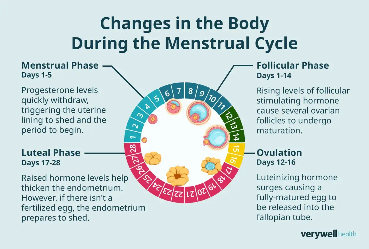 Cykl menstruacyjny: faza folikularna, owulacja, faza lutealna i miesiączka. Wykres pokazuje, ile trwa okres i zmiany hormonalne.