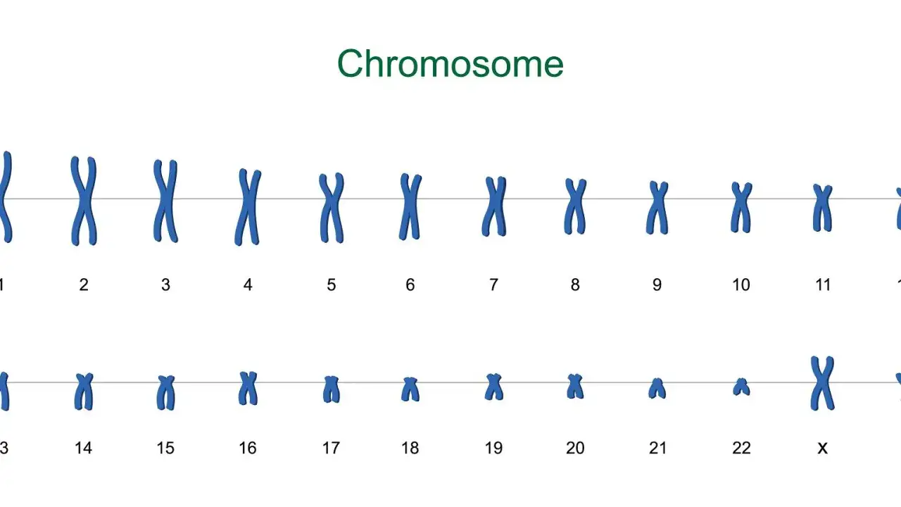 Kariotyp człowieka: 22 pary autosomów i 2 chromosomy płci (XX lub XY) pokazują, ile chromosomów ma człowiek.